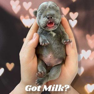 Meet your Posher, Nellie